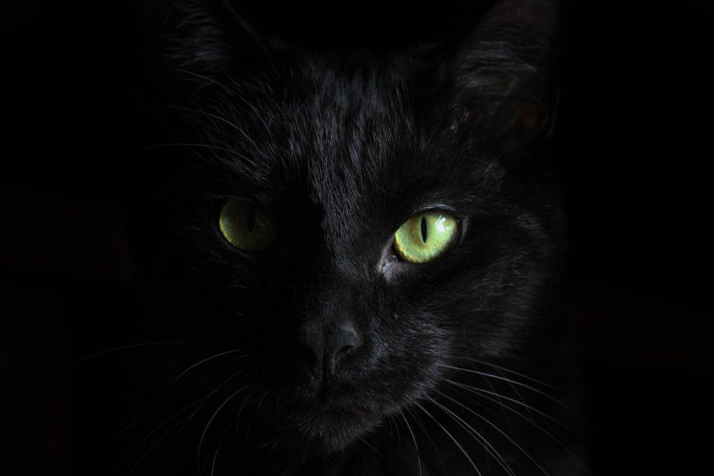 Large image of halloween black cat