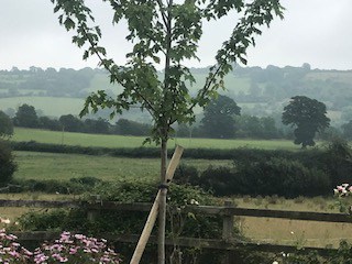 View at Ellwood Cottages